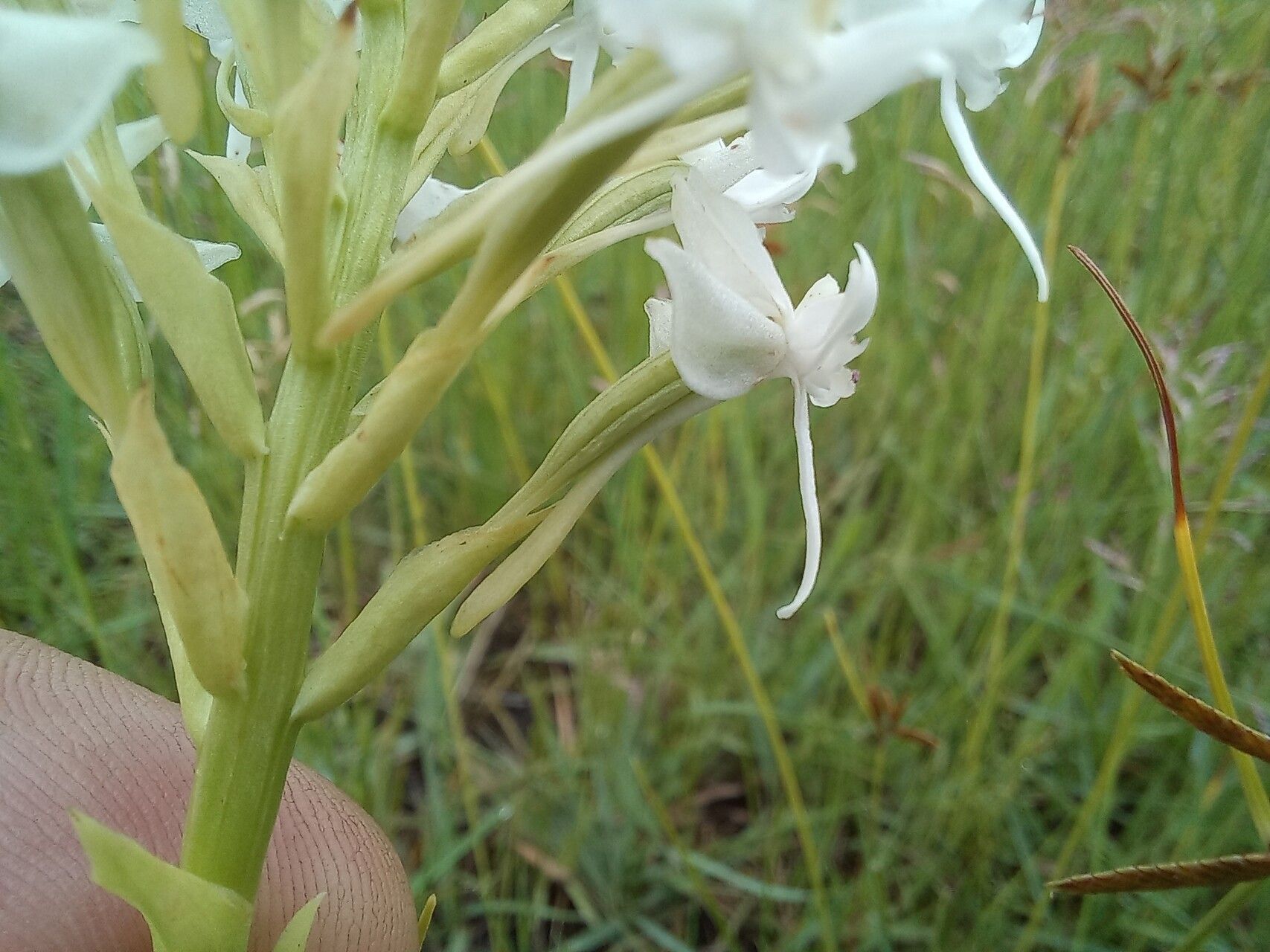 Habenaria kilimanjari — houseplant care guide