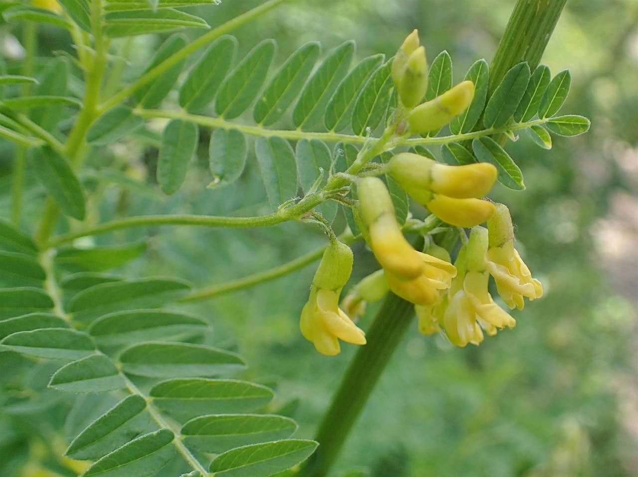 Astragalus penduliflorus fruit