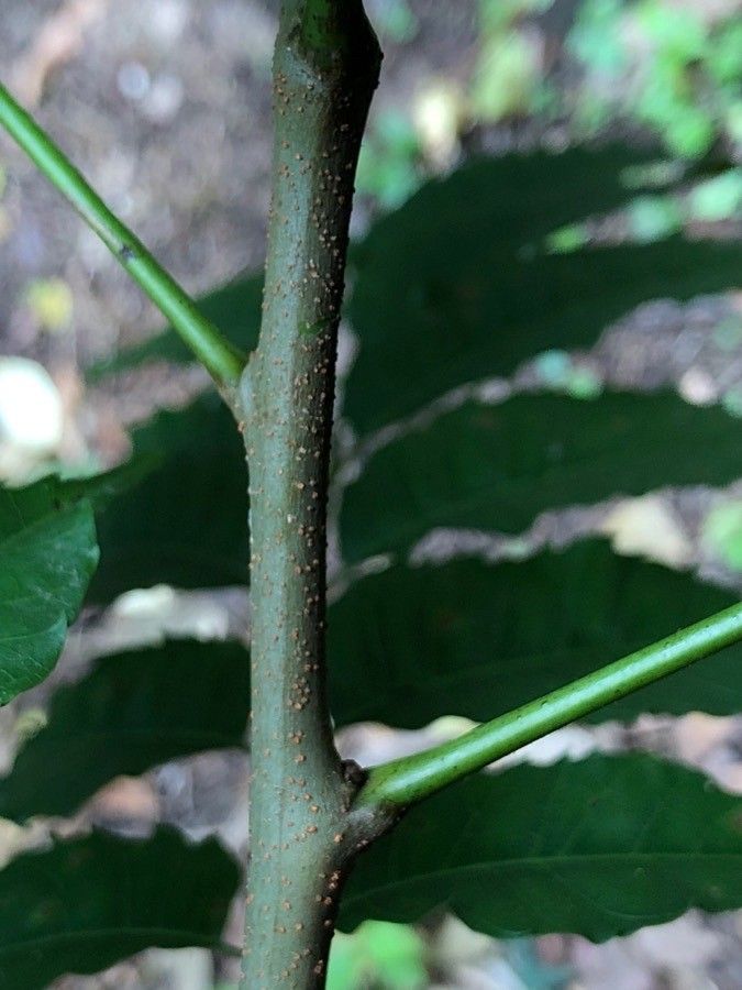 Astronium graveolens bark