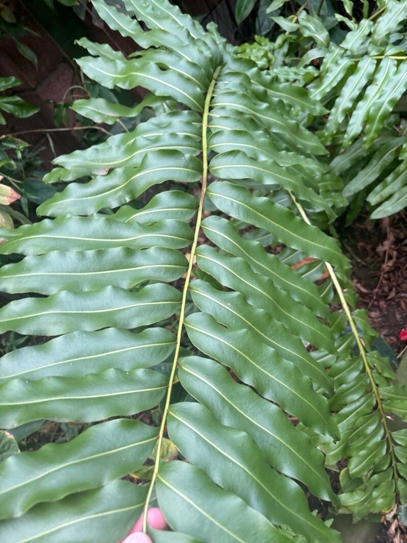 Acrostichum danaeifolium — related species from the same genus