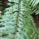 Acrostichum danaeifolium