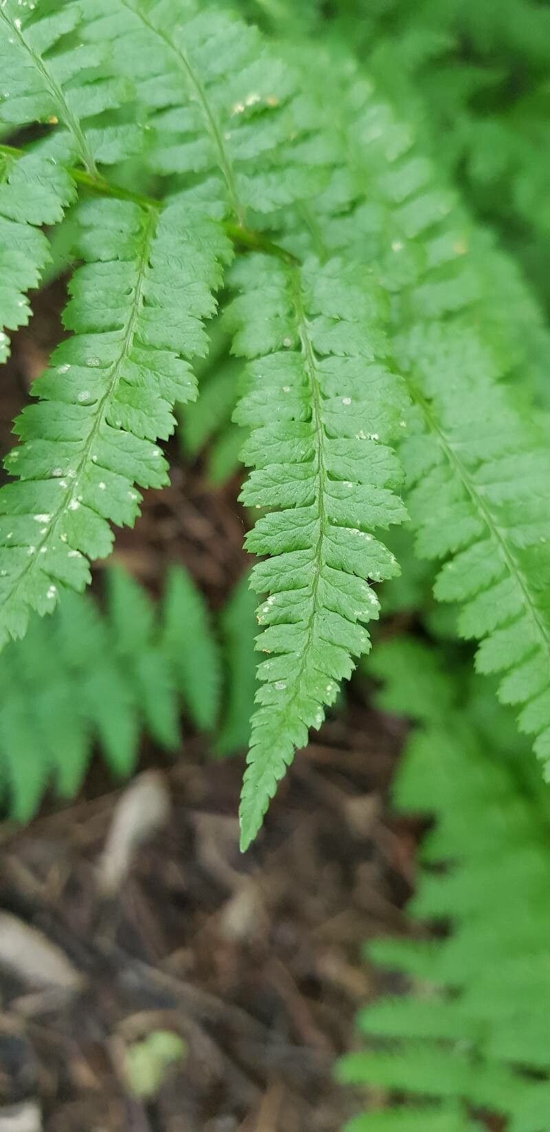Dryopteris × boottii leaf