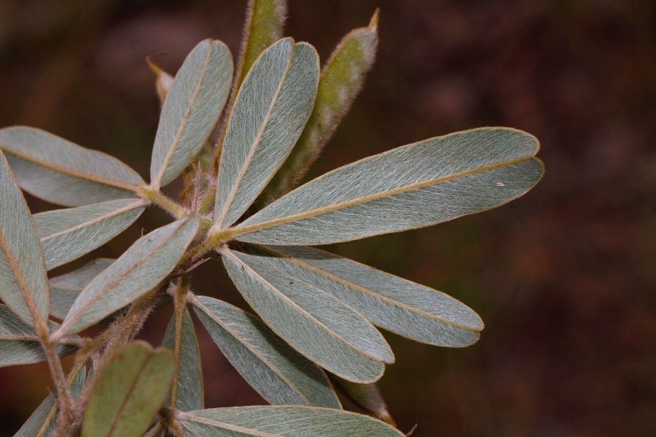 Tephrosia dasyphylla — search result for 'Tephrosia'