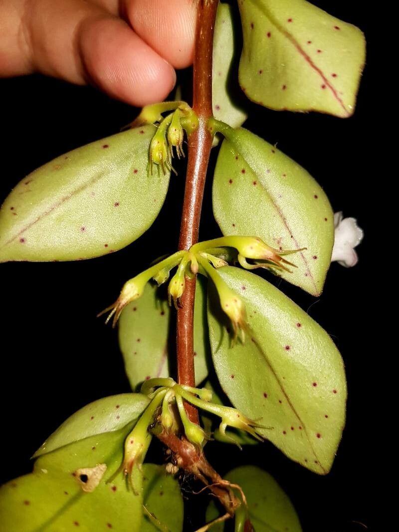 Codonanthopsis macradenia — houseplant care guide