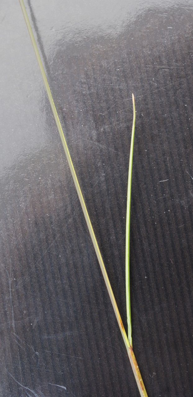 Festuca armoricana — search result for 'Festuca'