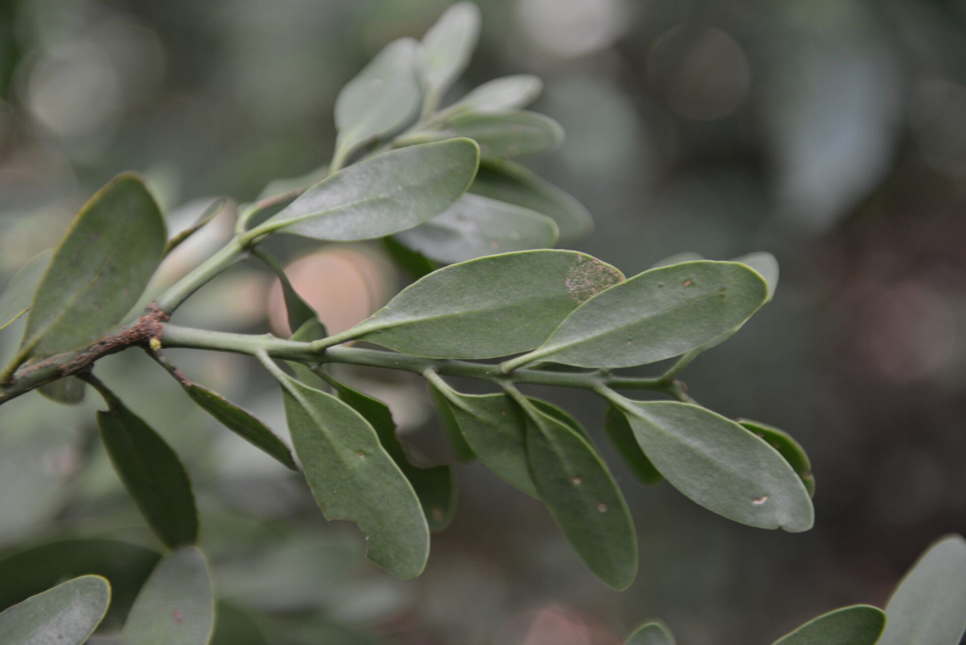 Psittacanthus ramiflorus — houseplant care guide