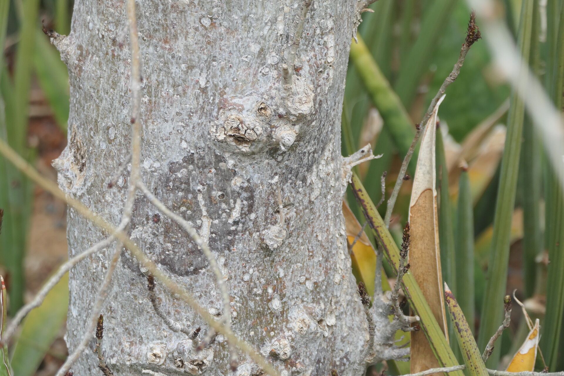 Commiphora pyracanthoides bark