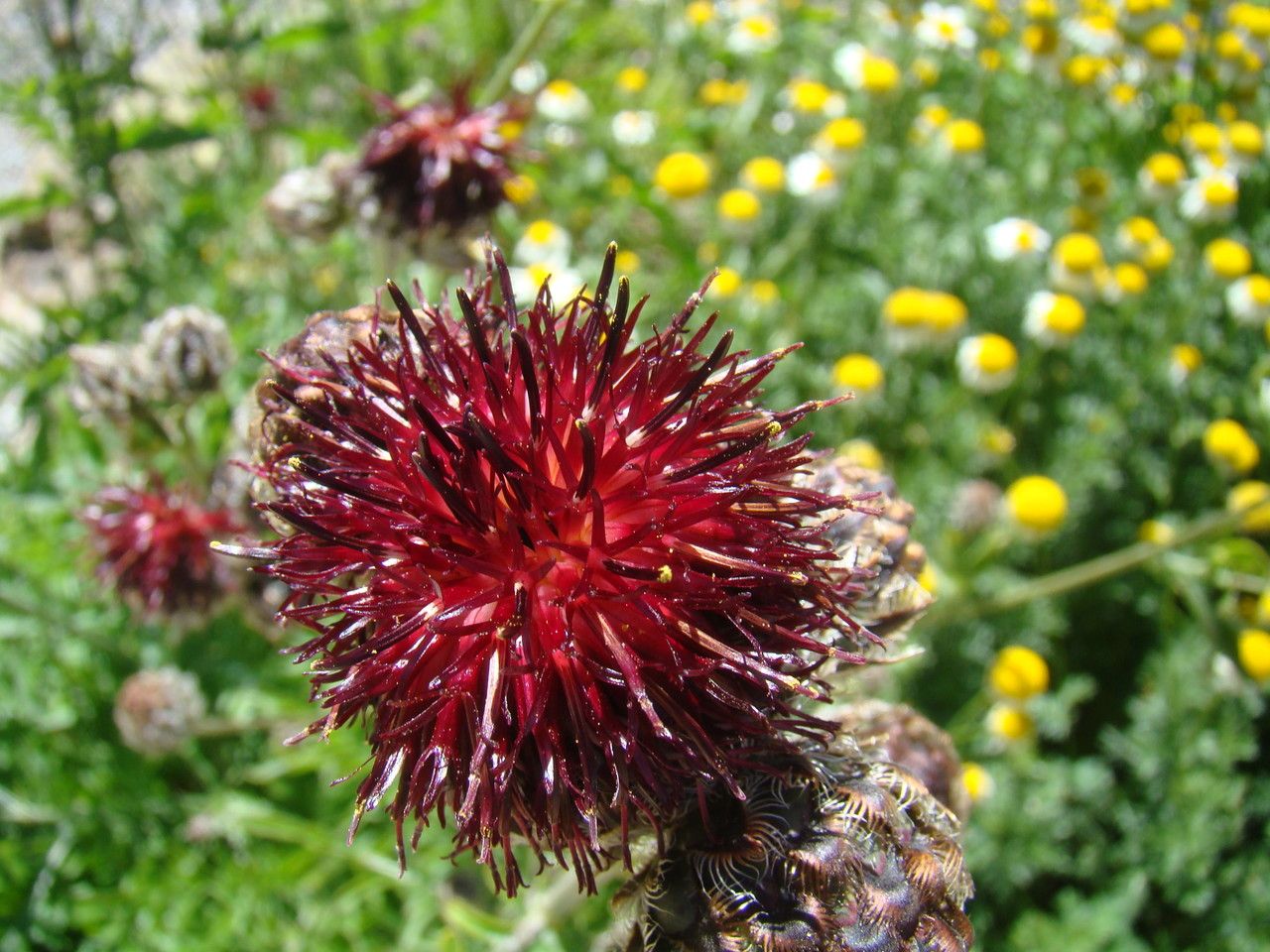 Centaurea atropurpurea flower