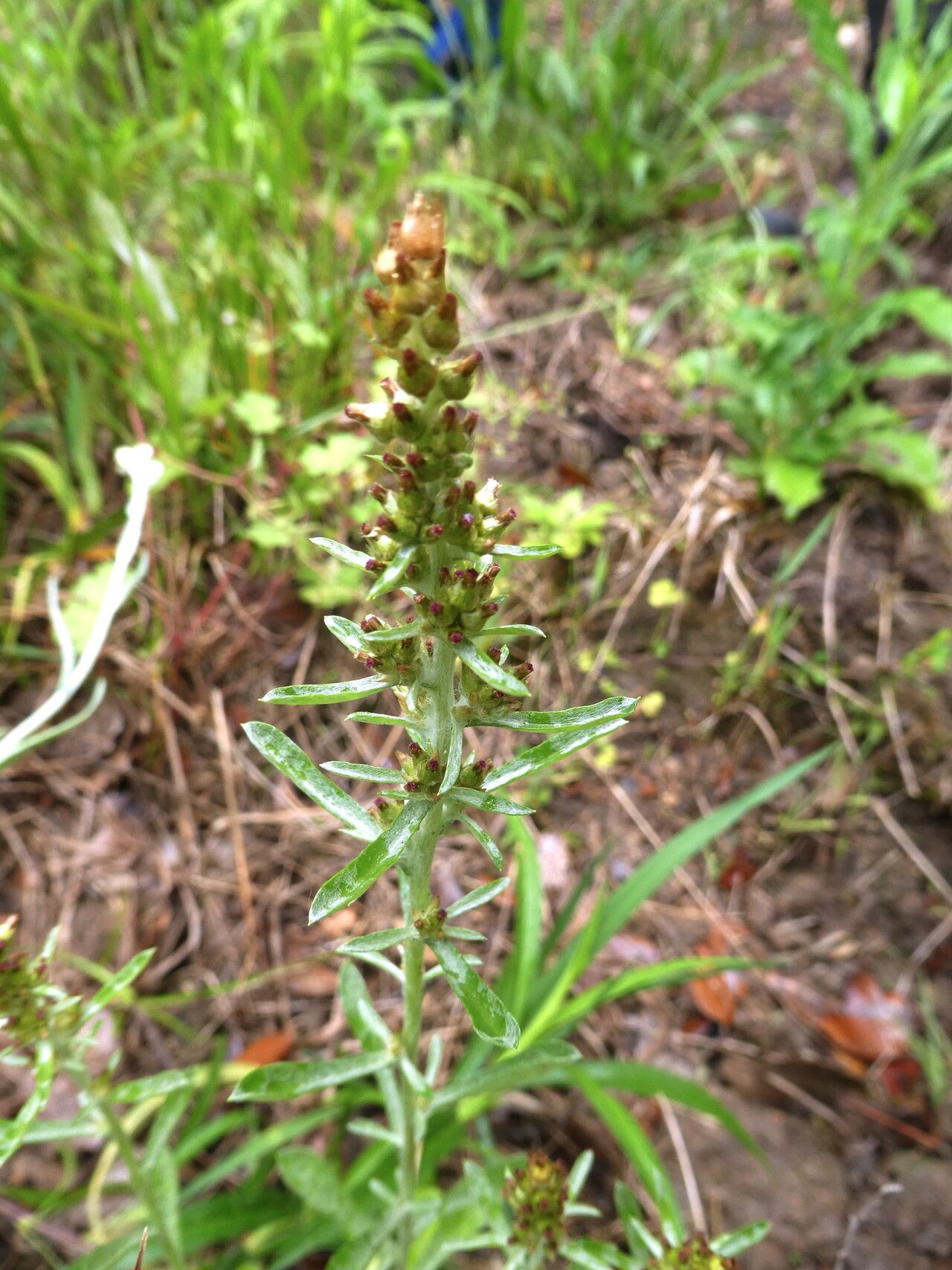 Gamochaeta subfalcata bark