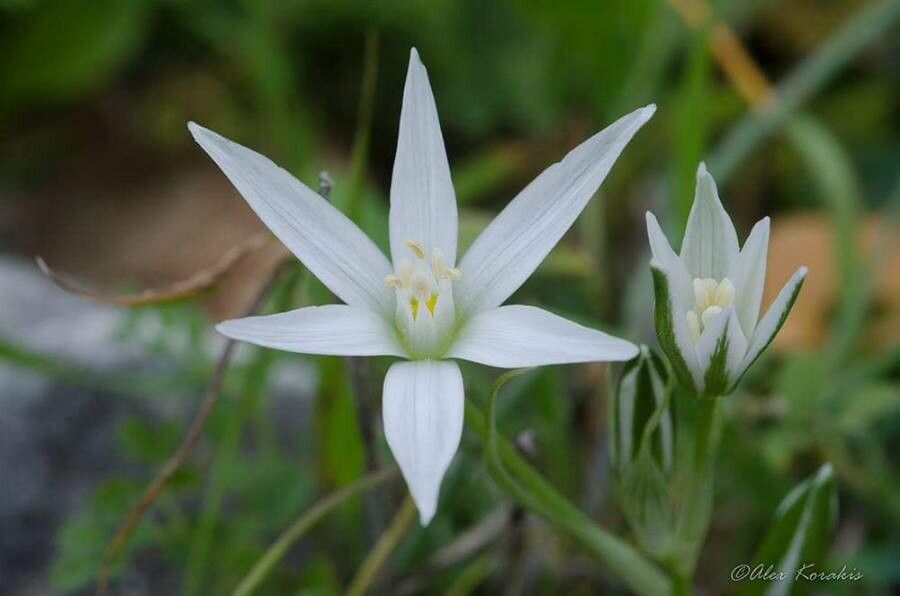 Ornithogalum armeniacum flower