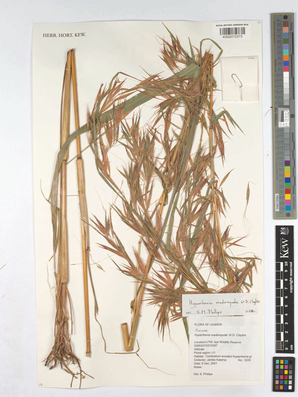 Hyparrhenia madaropoda — houseplant care guide