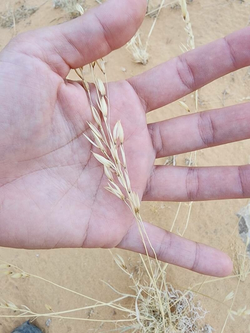 Stipagrostis ciliata fruit