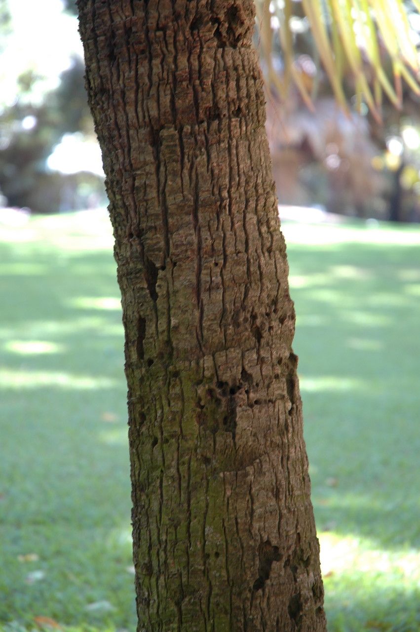 Pritchardia martii bark