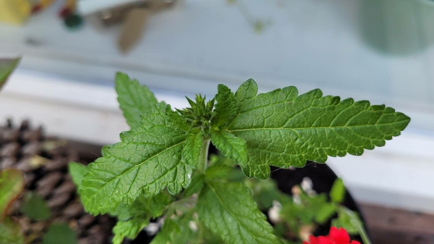 Verbena peruviana leaf