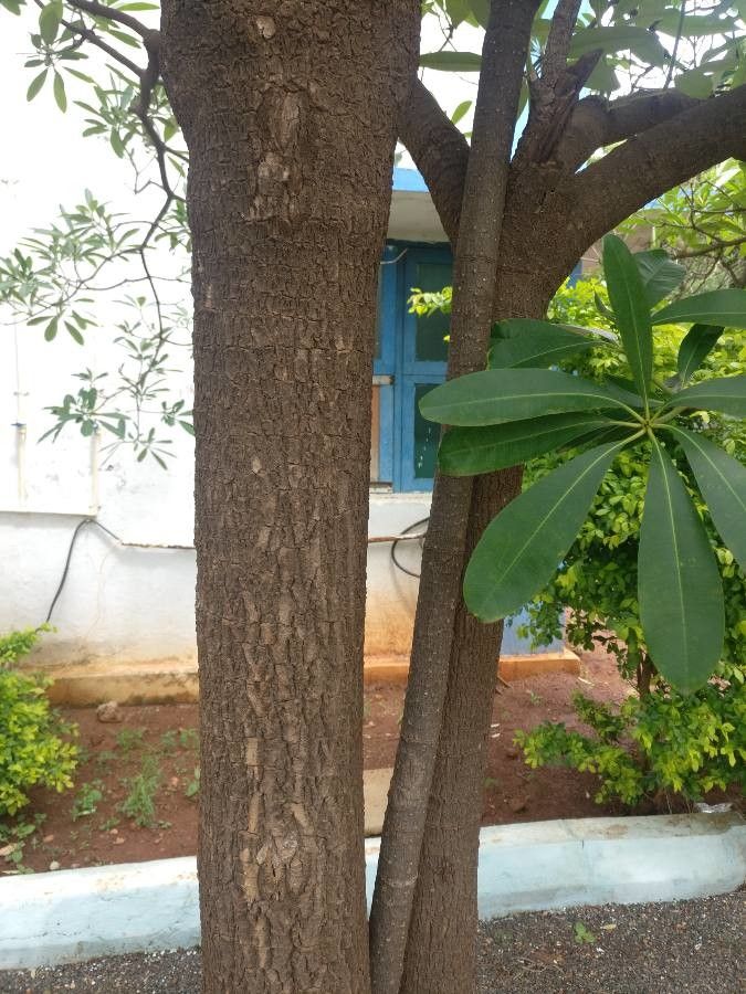 Rauvolfia caffra bark