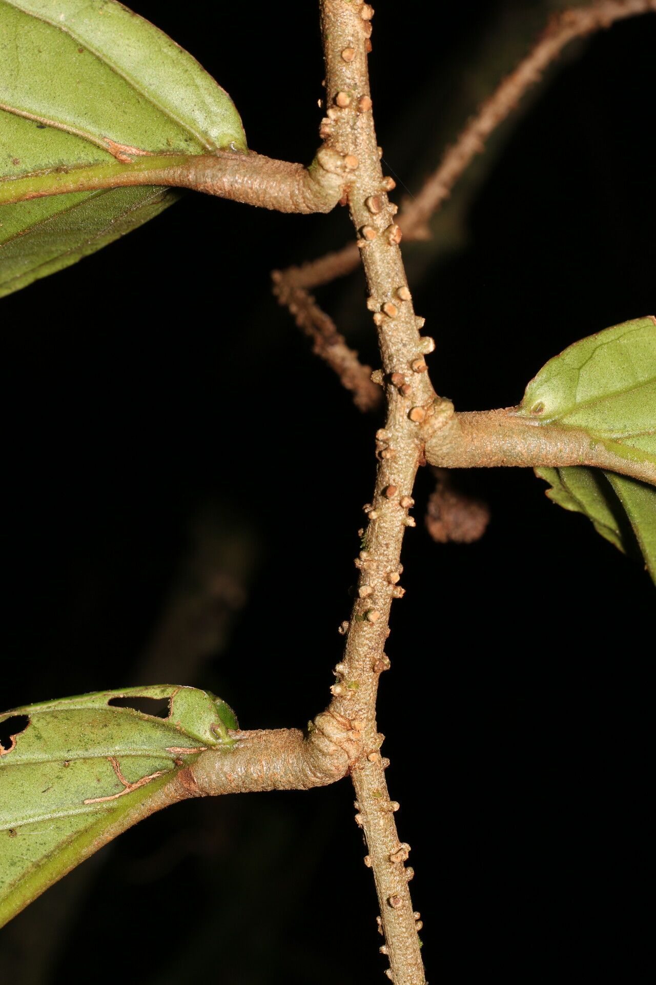 Marcgravia nervosa bark