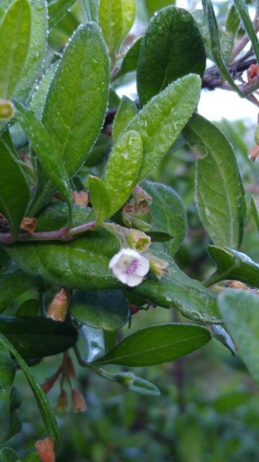 Diospyros texana flower