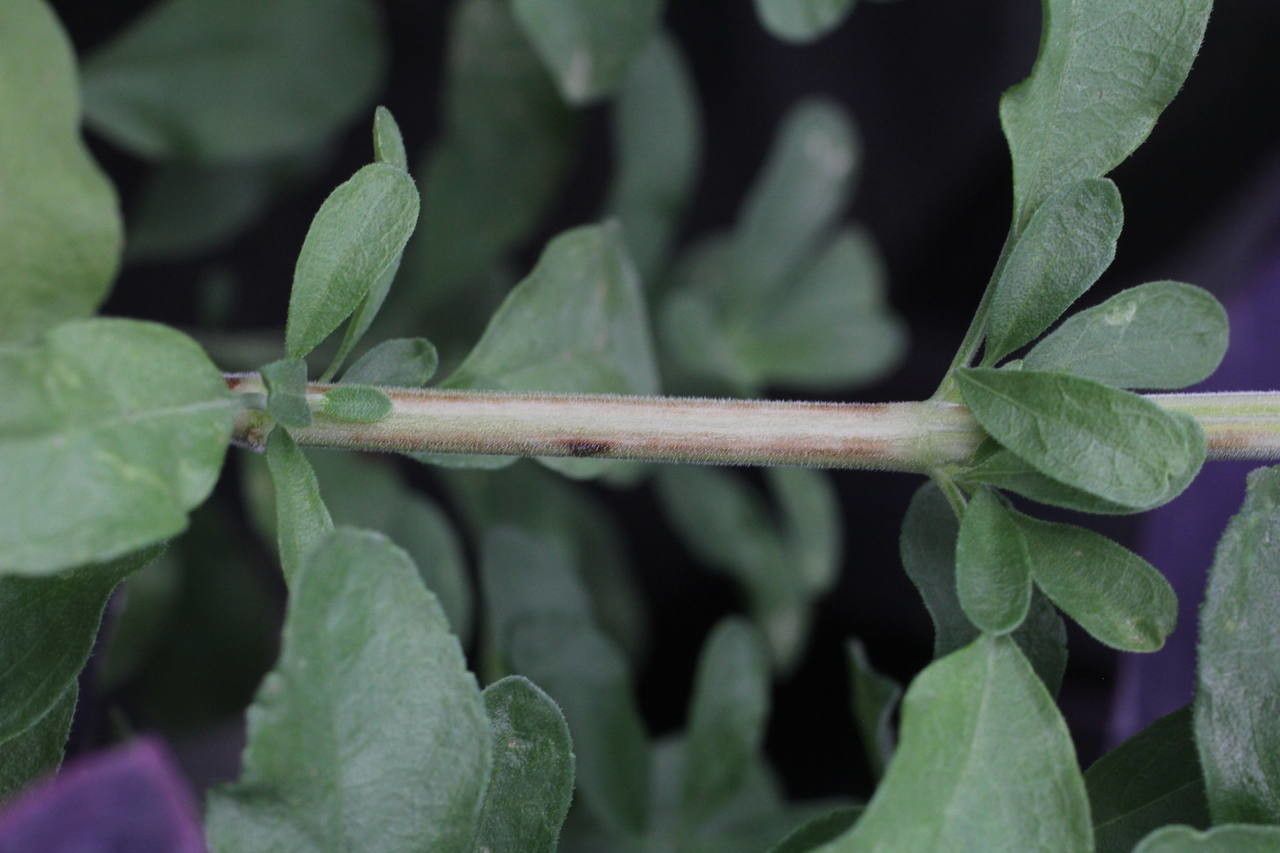 Salvia × jamensis bark