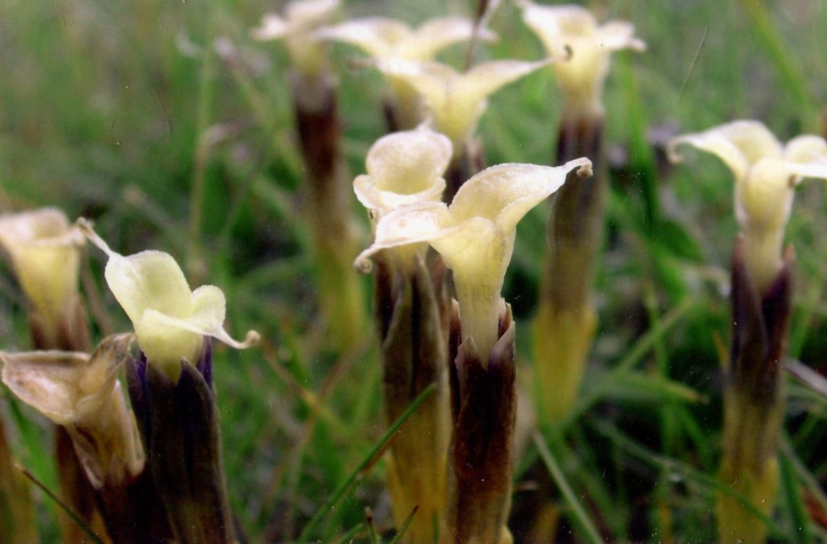 Gentiana verna fruit