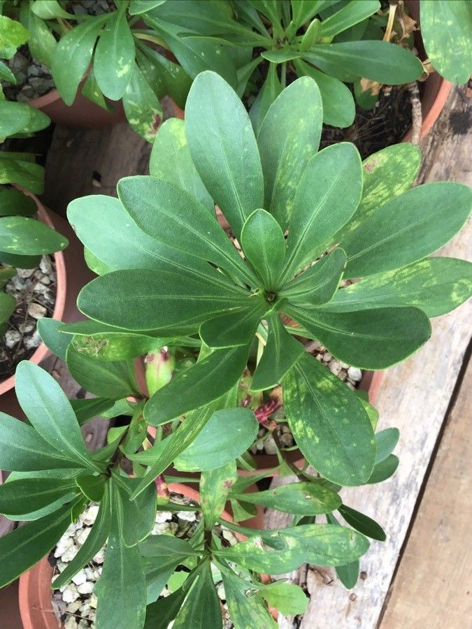 Cheirolophus crassifolius — related species from the same genus