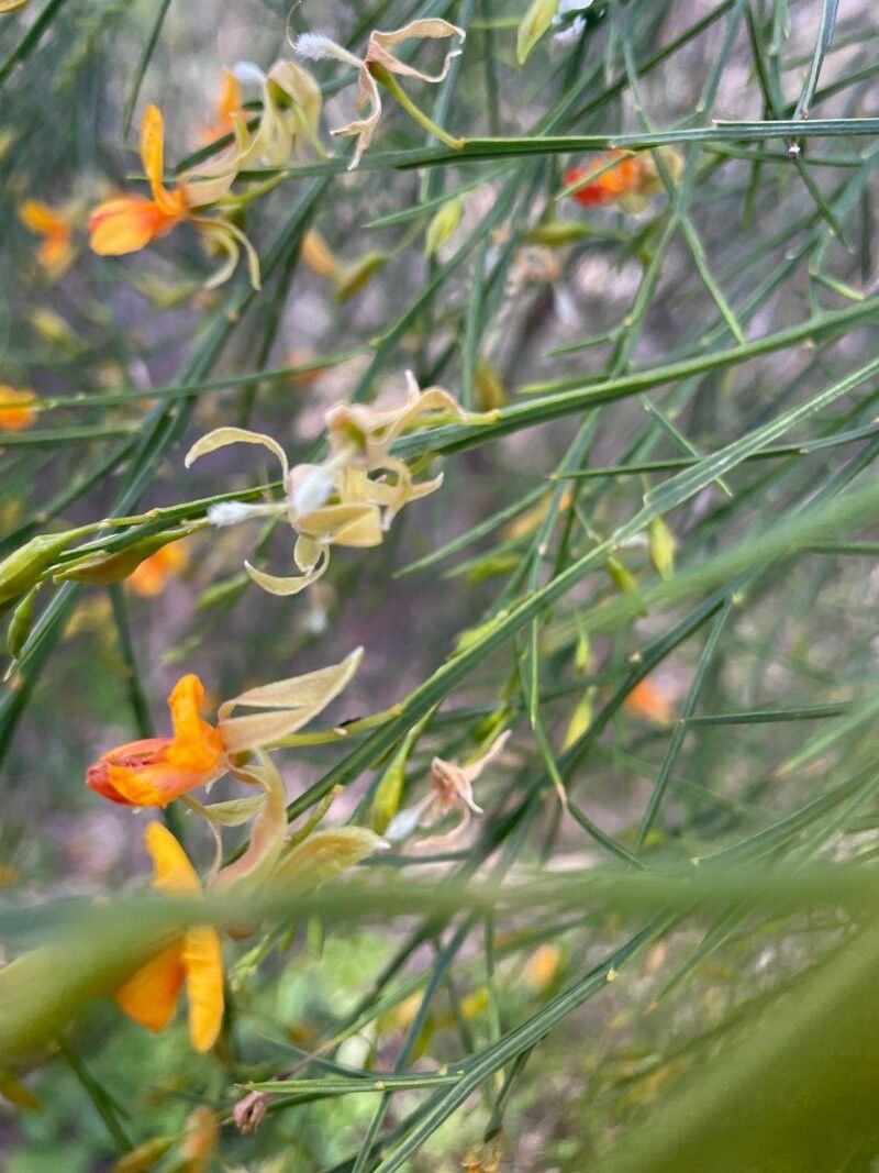 Jacksonia sternbergiana flower