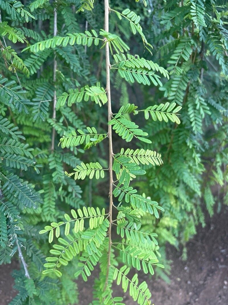 Poitea florida — houseplant care guide