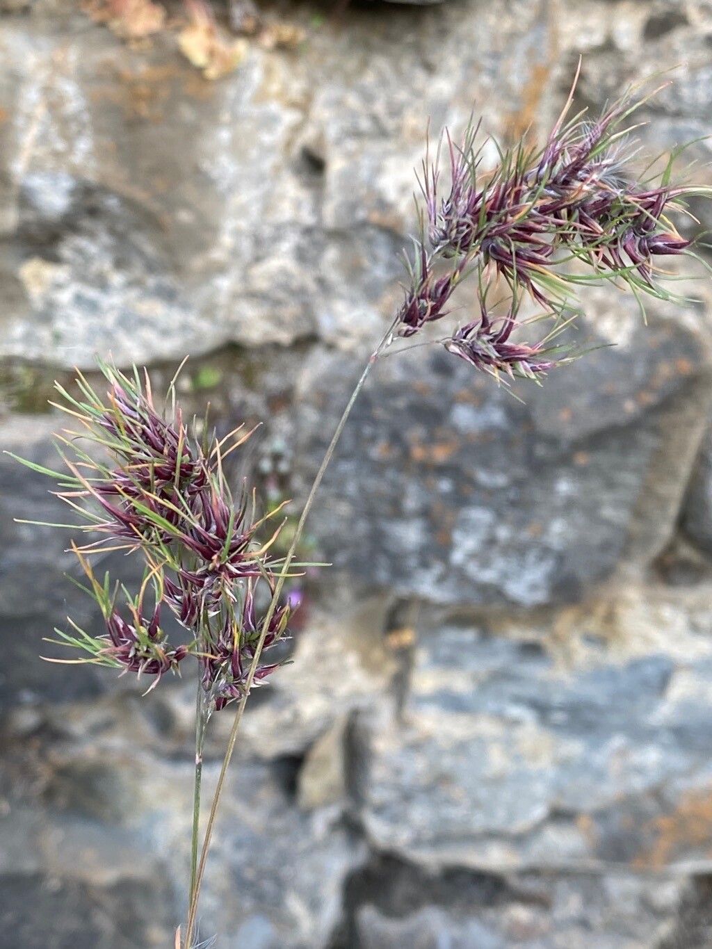 Poa bulbosa fruit