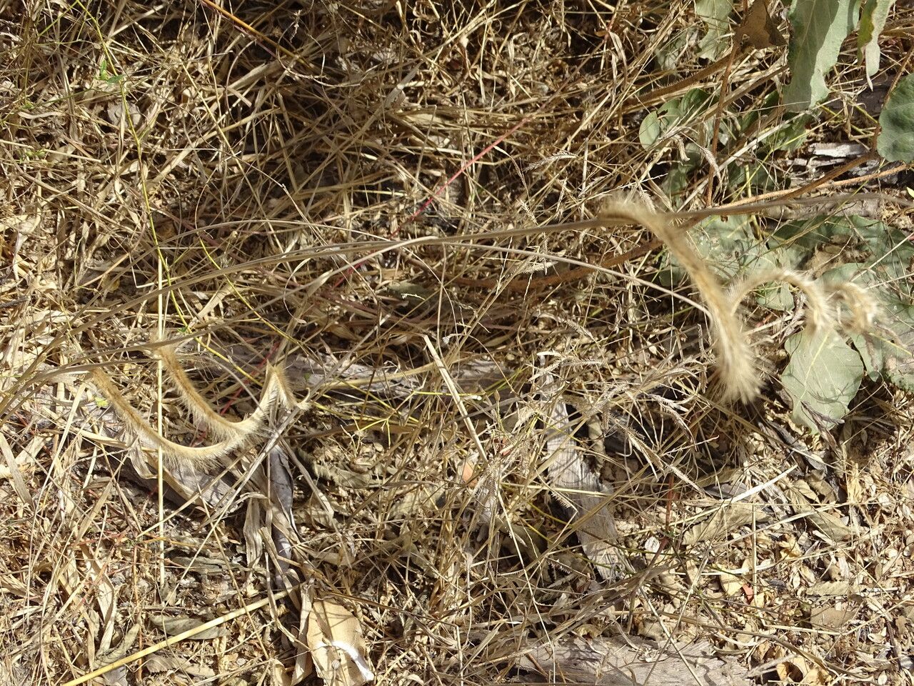 Ctenium elegans habit