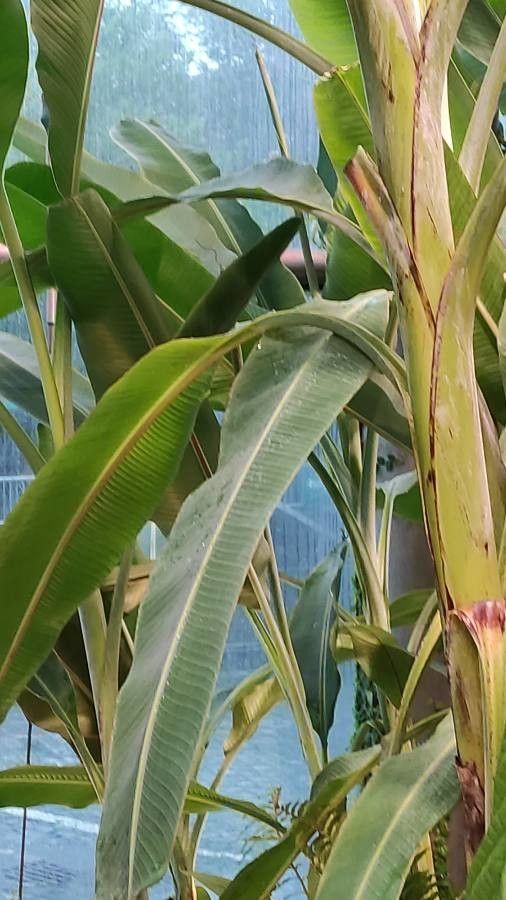 Musa textilis — search result for 'Musa'