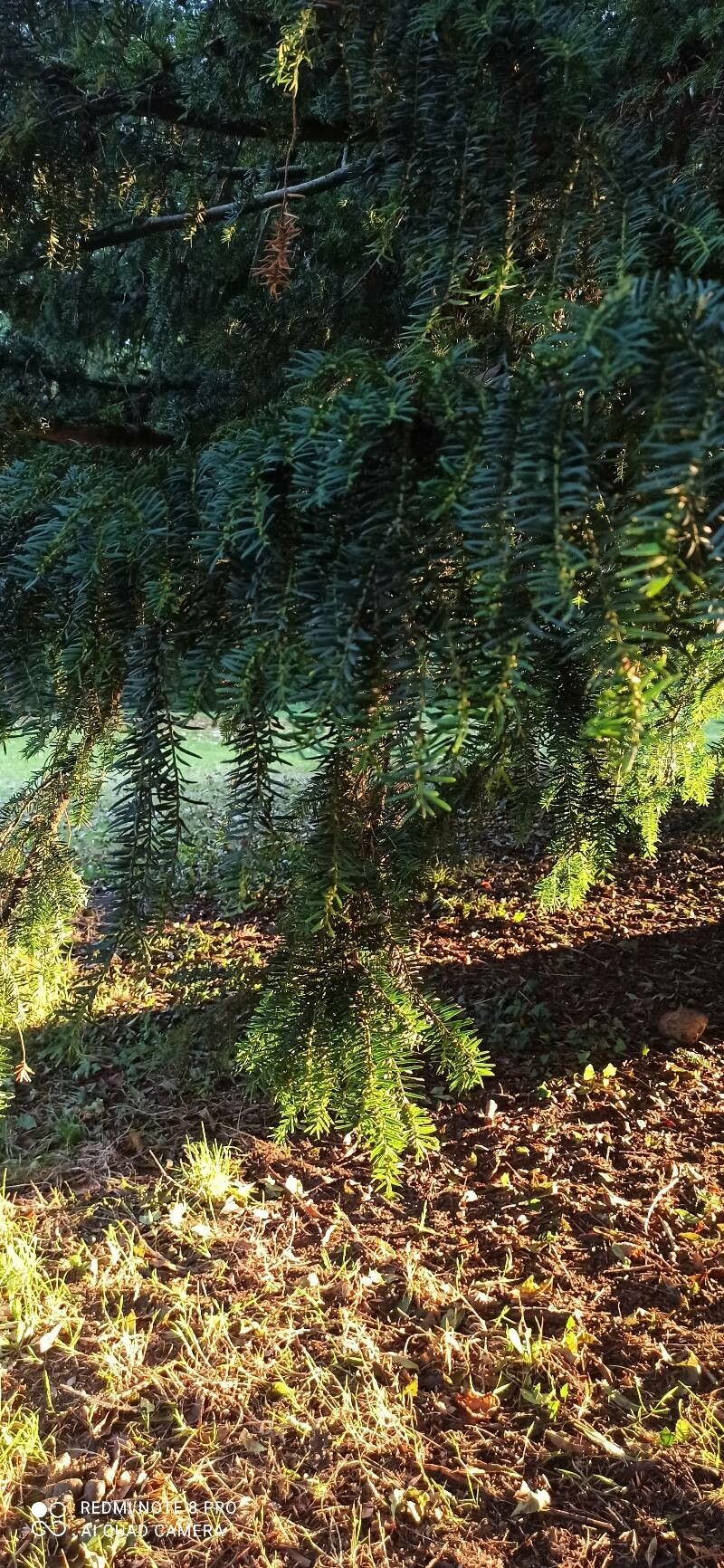Tsuga heterophylla flower