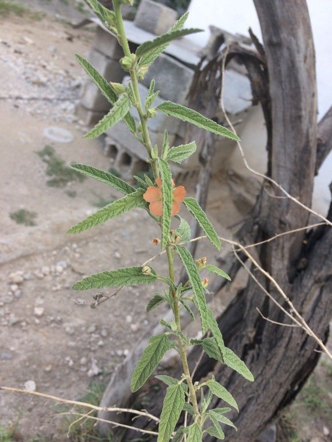 Tragia ramosa flower