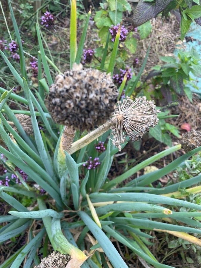 Allium fistulosum fruit