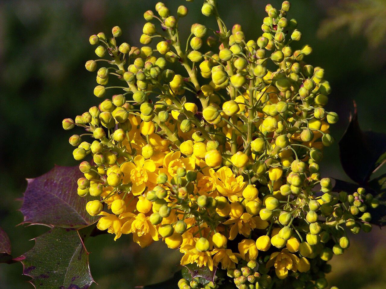 Mahonia aquifolium flower