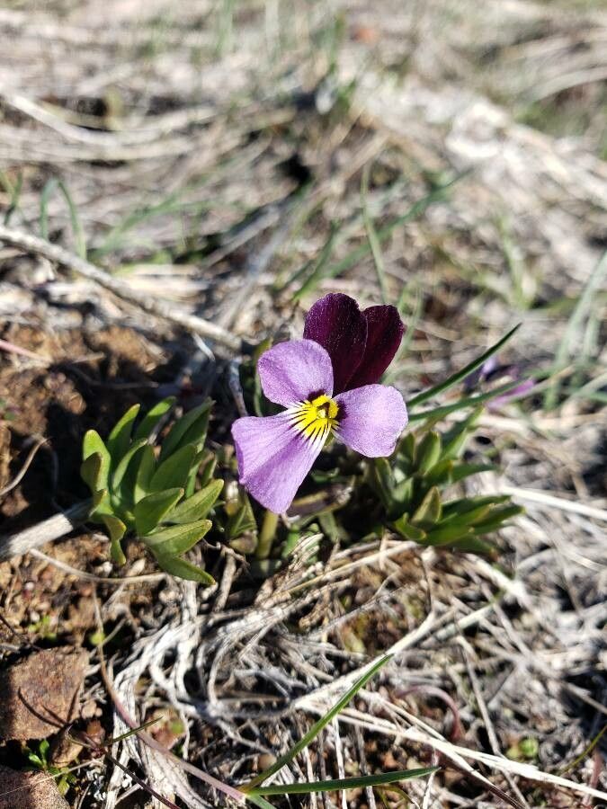 Viola trinervata — search result for 'Viola'