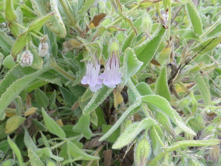 Lepechinia fragrans habit