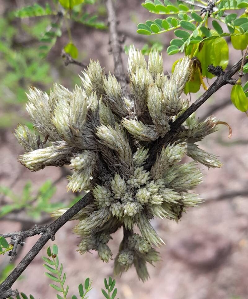 Tillandsia pedicellata habit