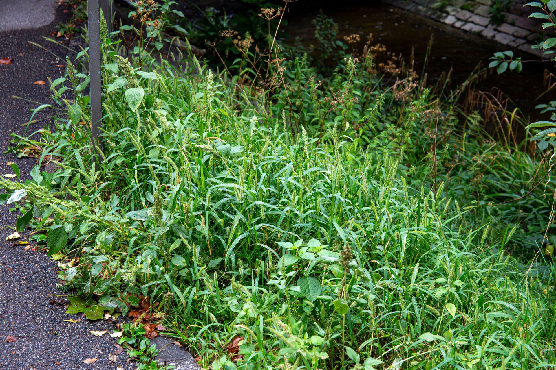 Setaria verticilliformis habit