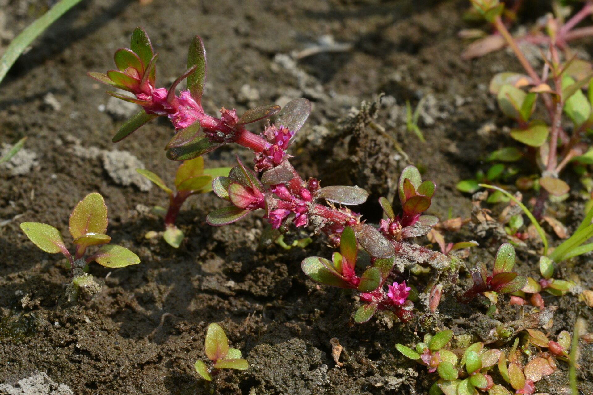 Rotala indica habit