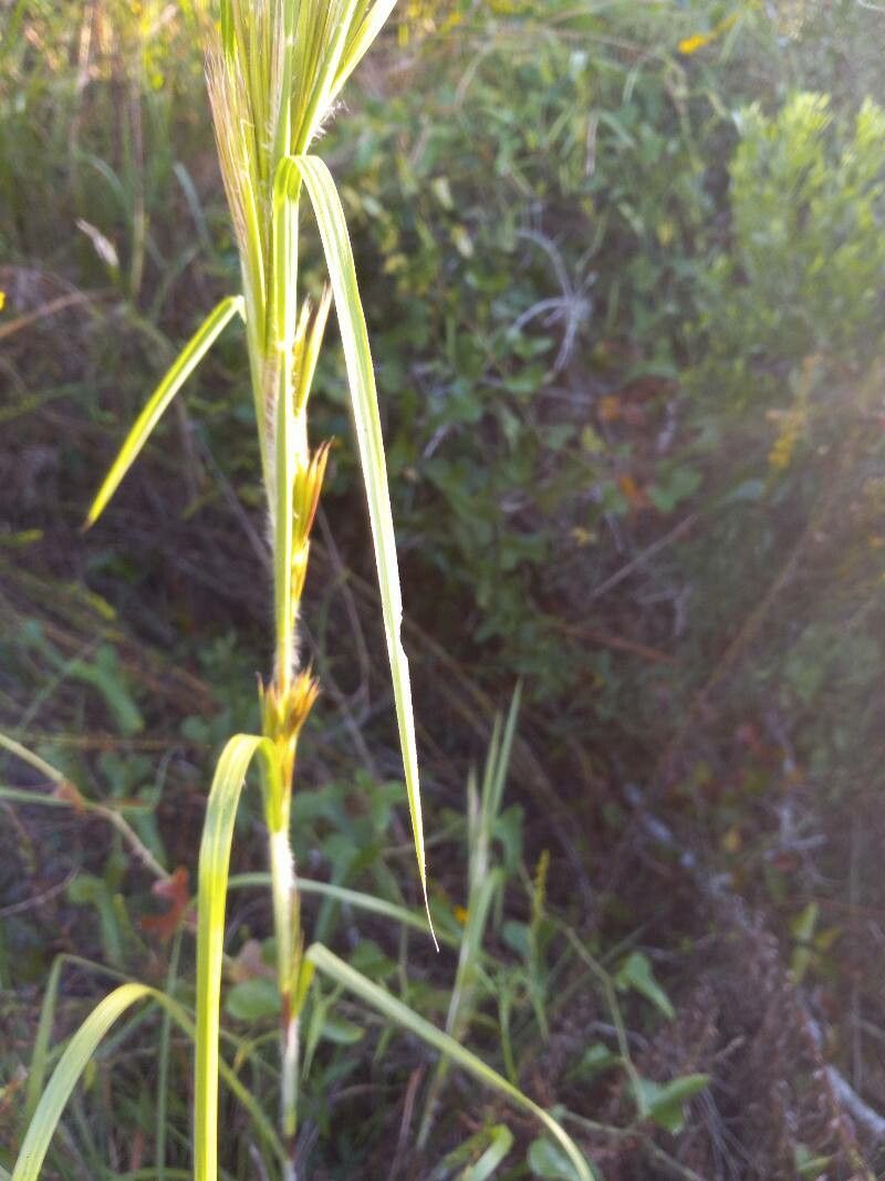 Paspalum floridanum — search result for 'Paspalum'