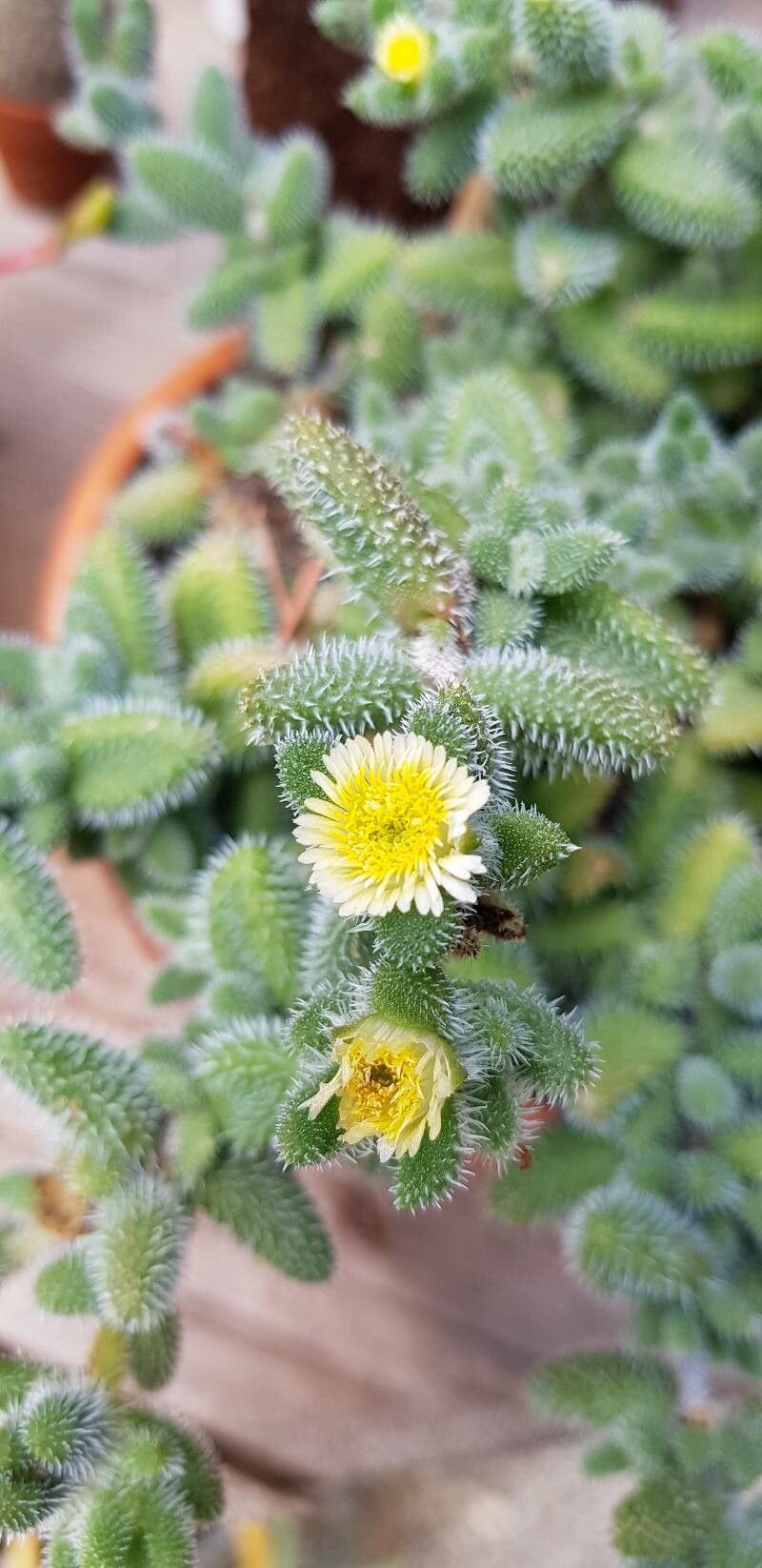 Delosperma pruinosum flower