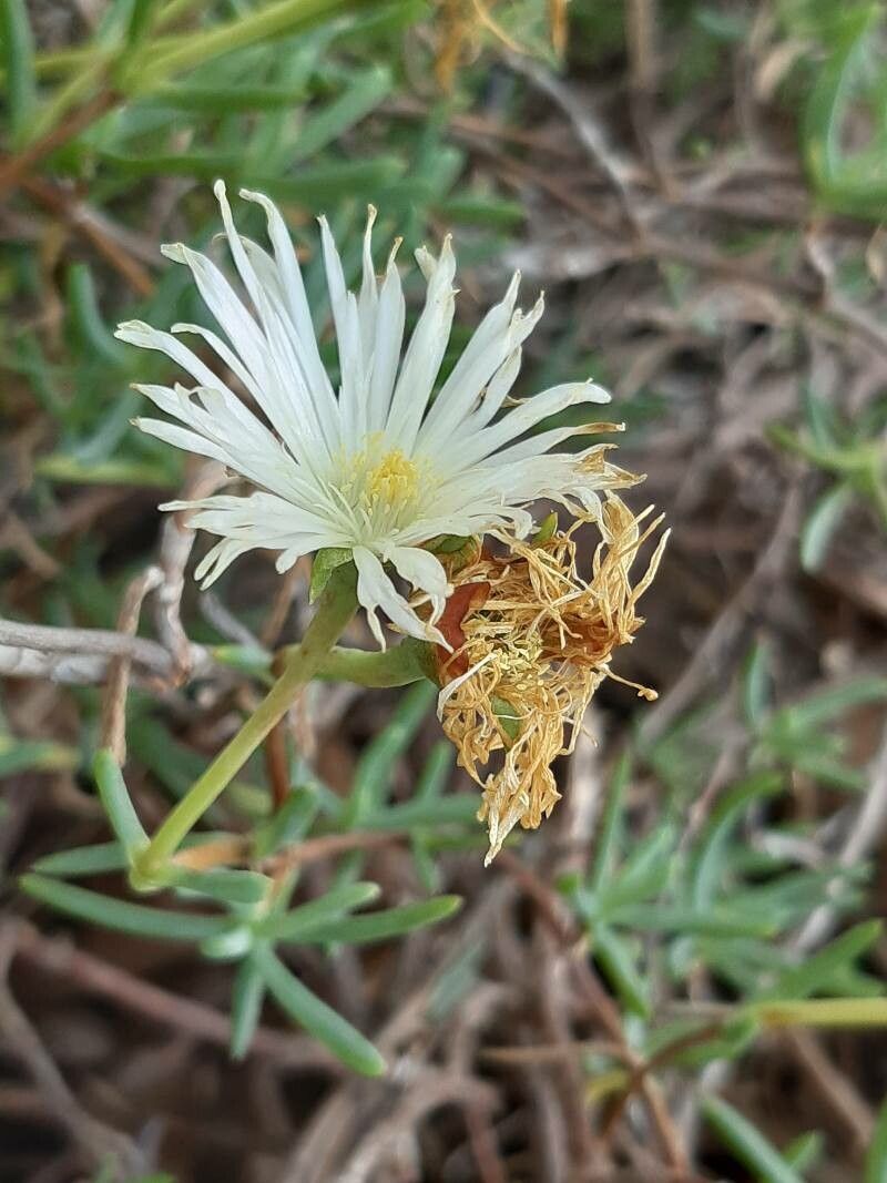 Lampranthus multiradiatus flower