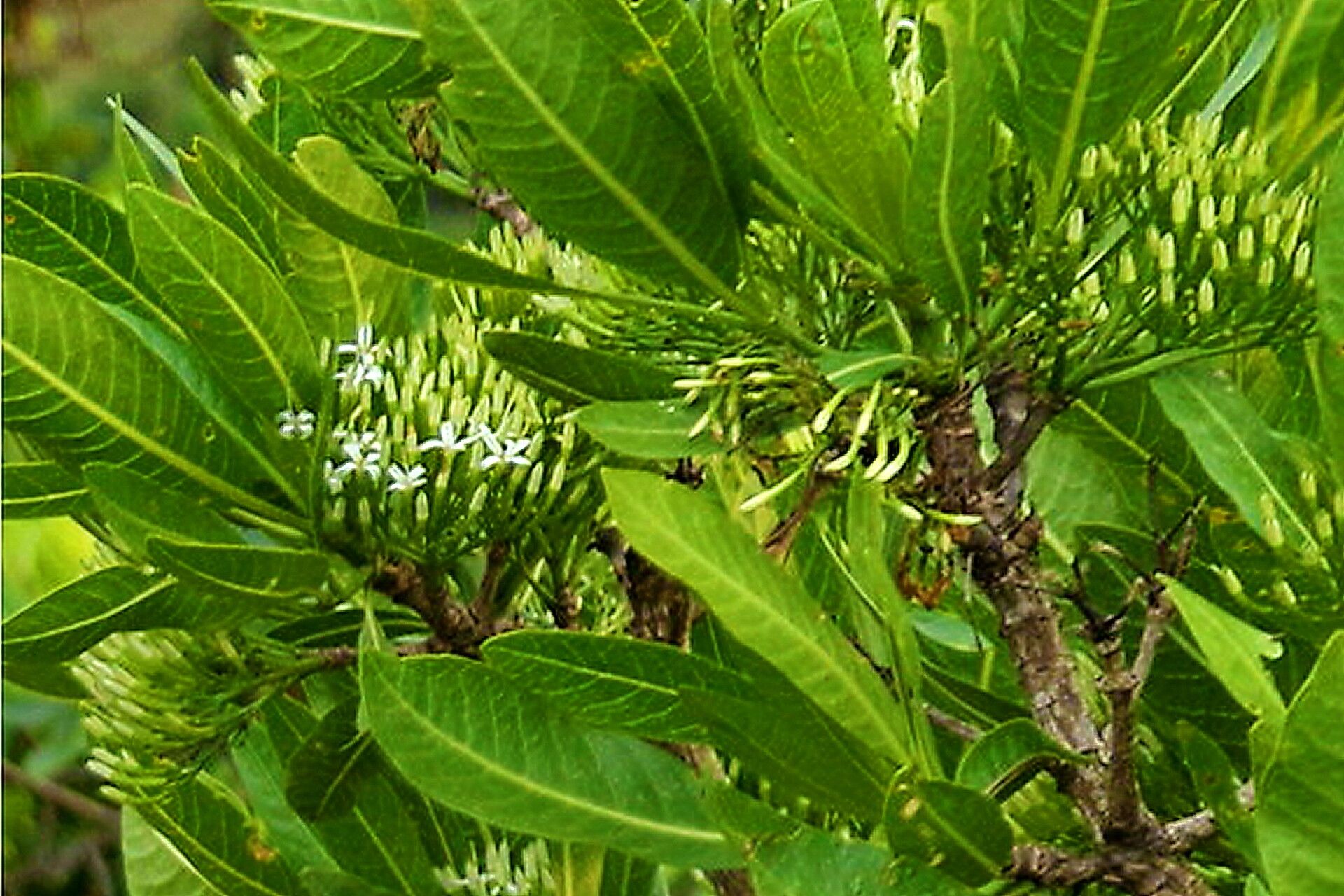 Pavetta edentula — houseplant care guide