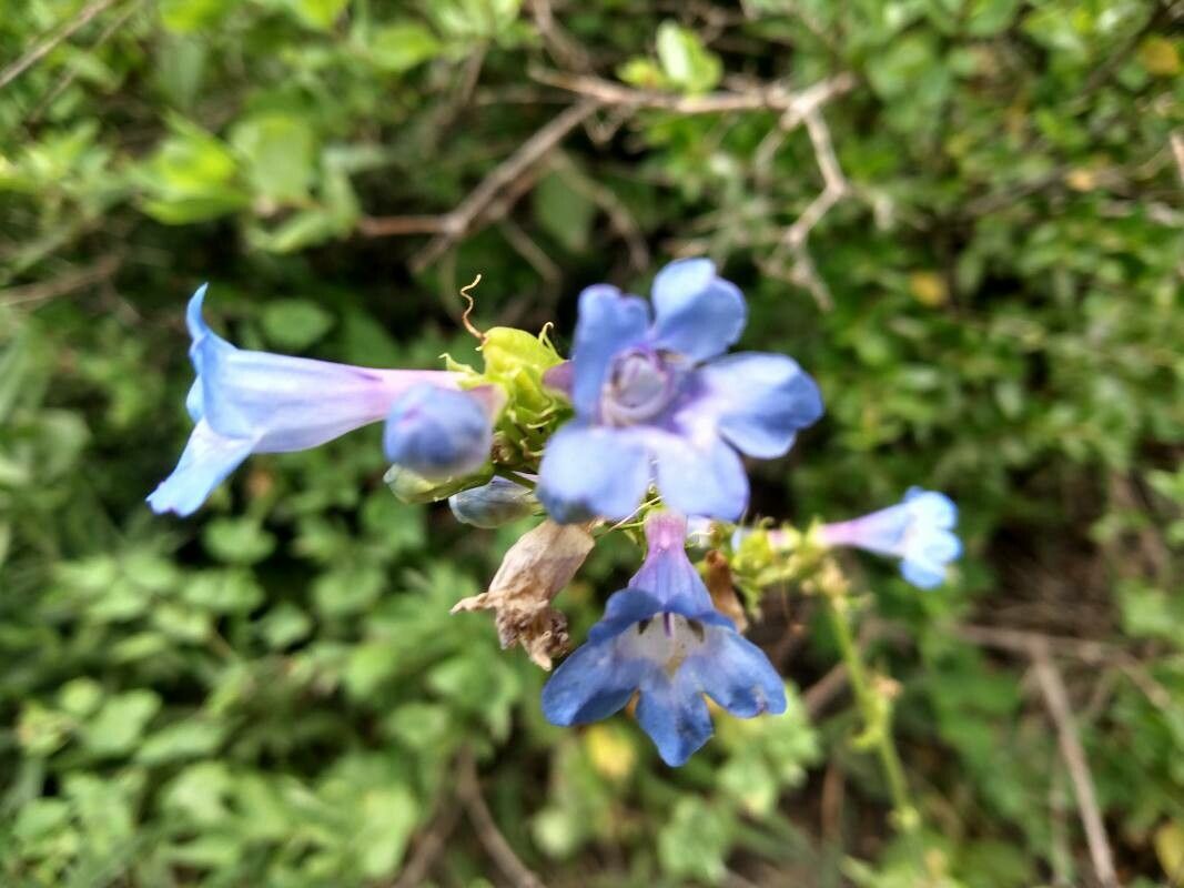 Penstemon albertinus flower