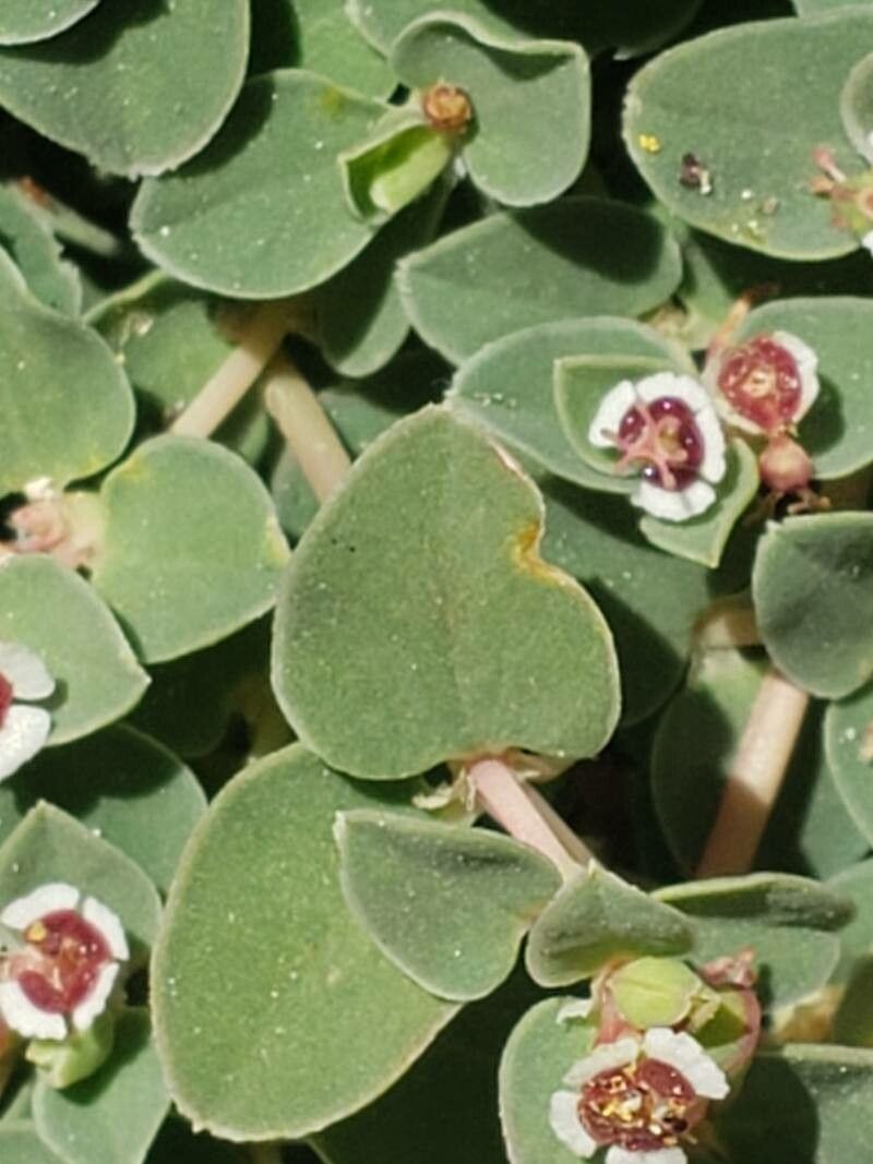 Euphorbia albomarginata leaf