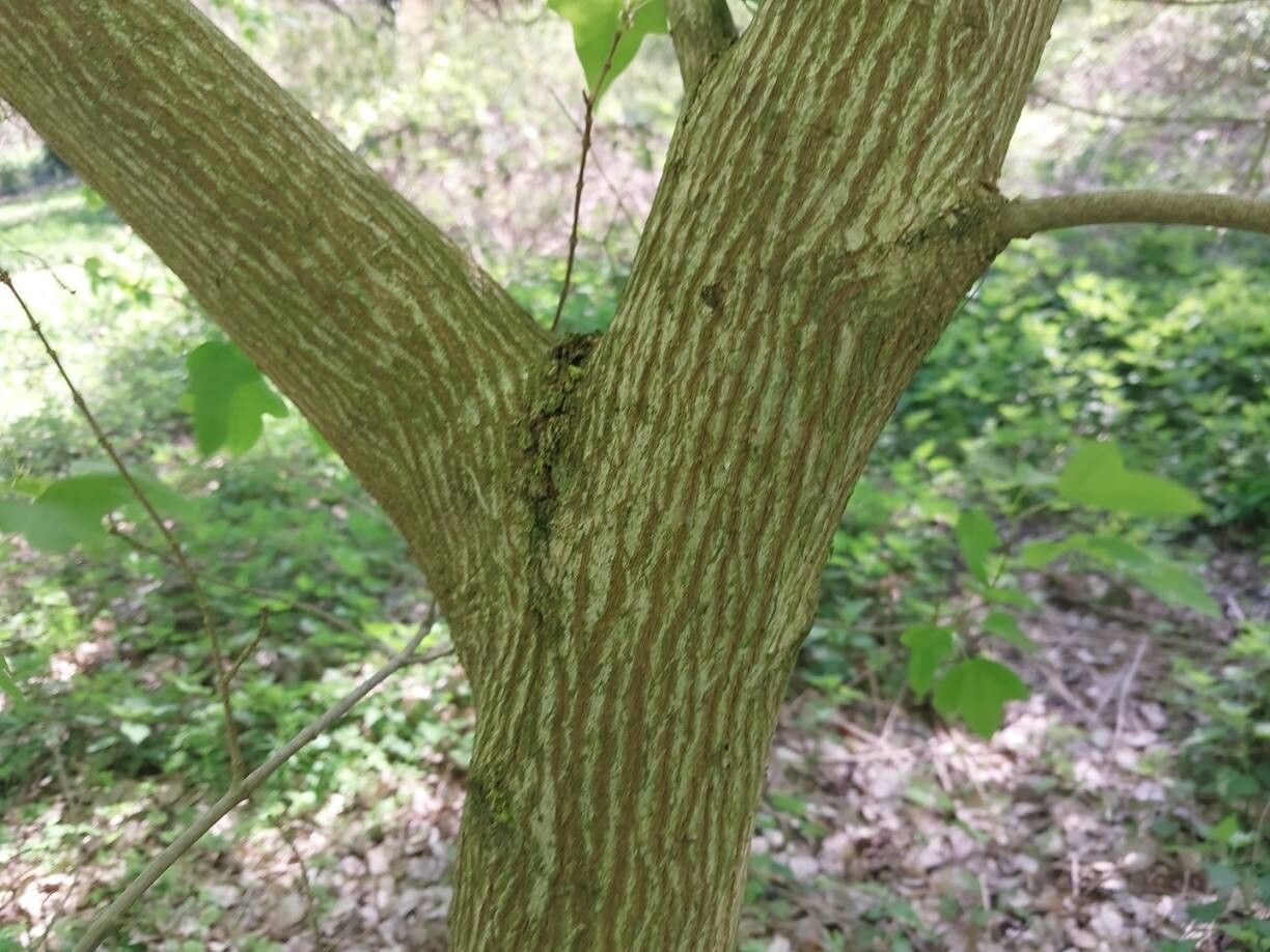 Acer discolor bark