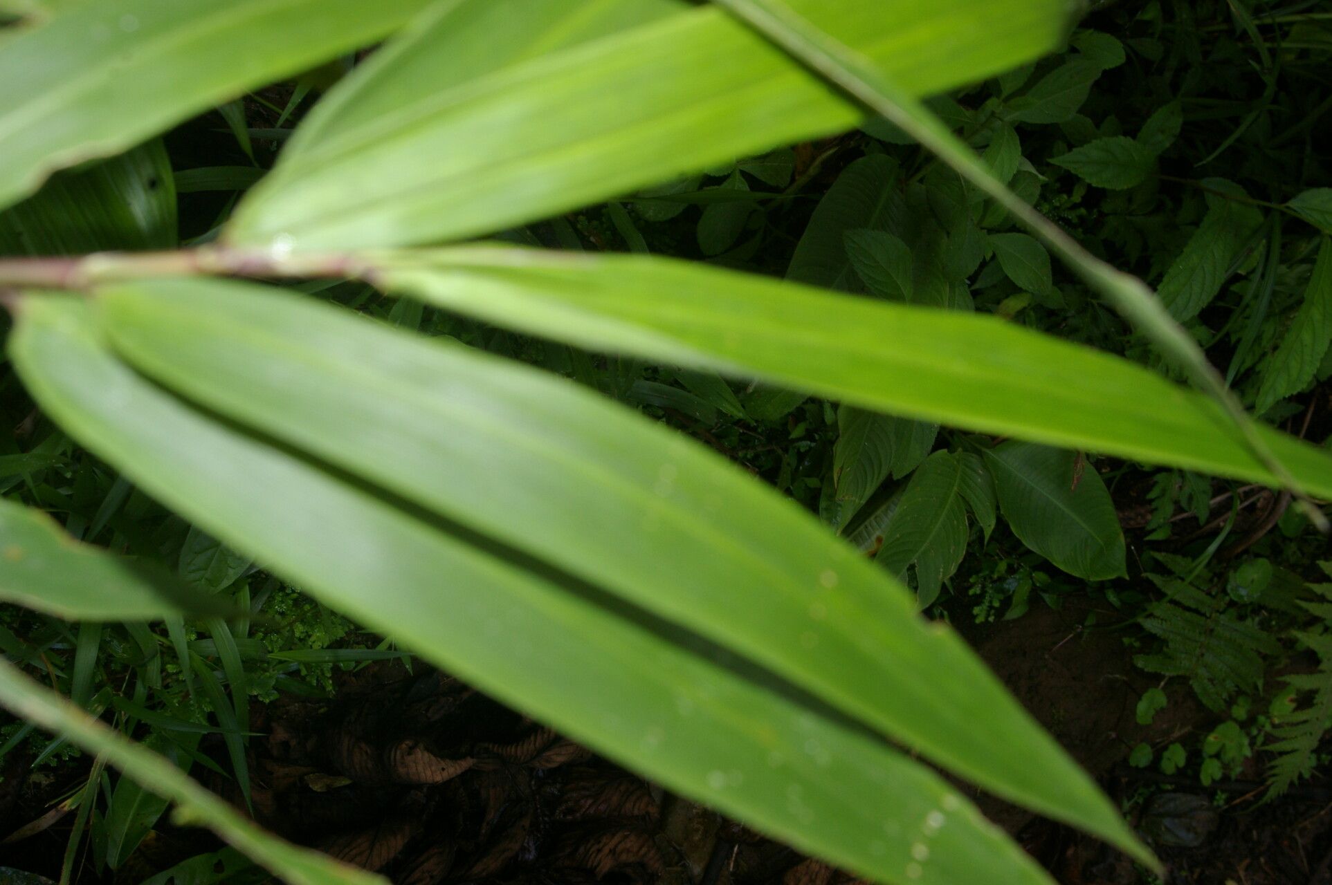 Chusquea patens leaf
