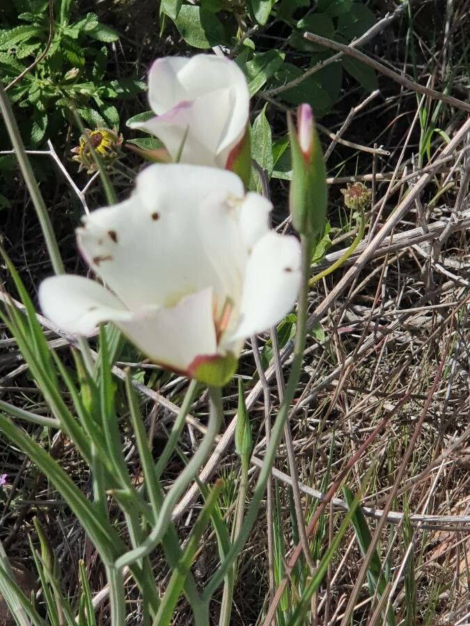 Calochortus catalinae flower