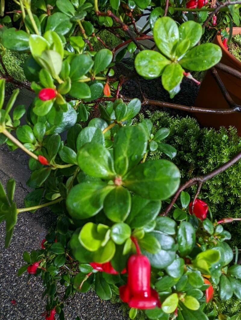 Rhododendron pauciflorum — houseplant care guide