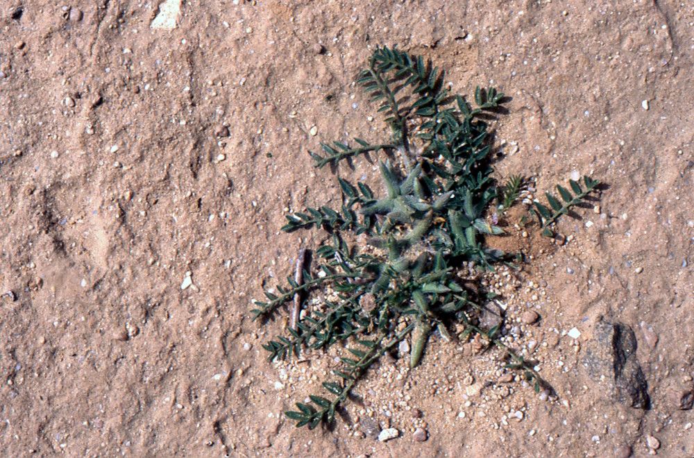 Astragalus sinaicus habit