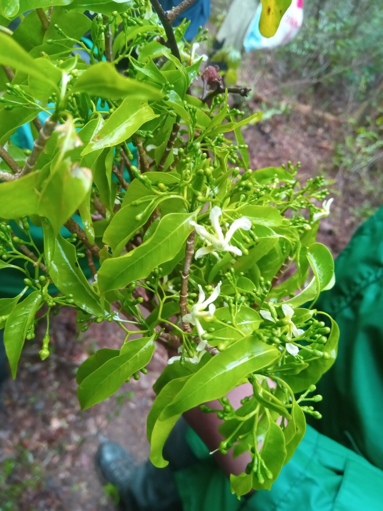 Tabernaemontana ciliata — search result for 'Tabernaemontana'